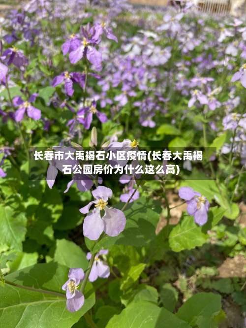 长春市大禹褐石小区疫情(长春大禹褐石公园房价为什么这么高)-第2张图片